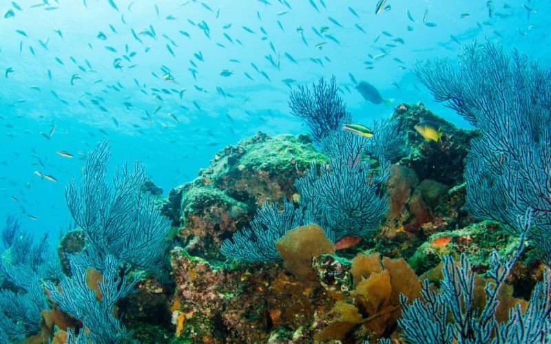 https://villagrouploreto.s3.amazonaws.com/uploads/article/cover/390/datos-interesantes-sobre-el-golfo-de-california.jpg https://villagrouploreto.s3.amazonaws.com/uploads/article/cover/390/datos-interesantes-sobre-el-golfo-de-california.jpg