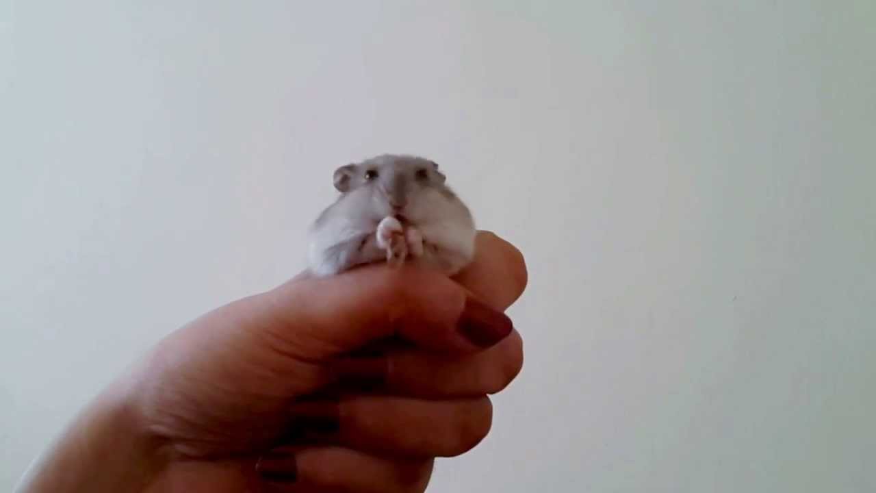 Can Hamsters Eat Fish? Can Hamsters Eat Fish?