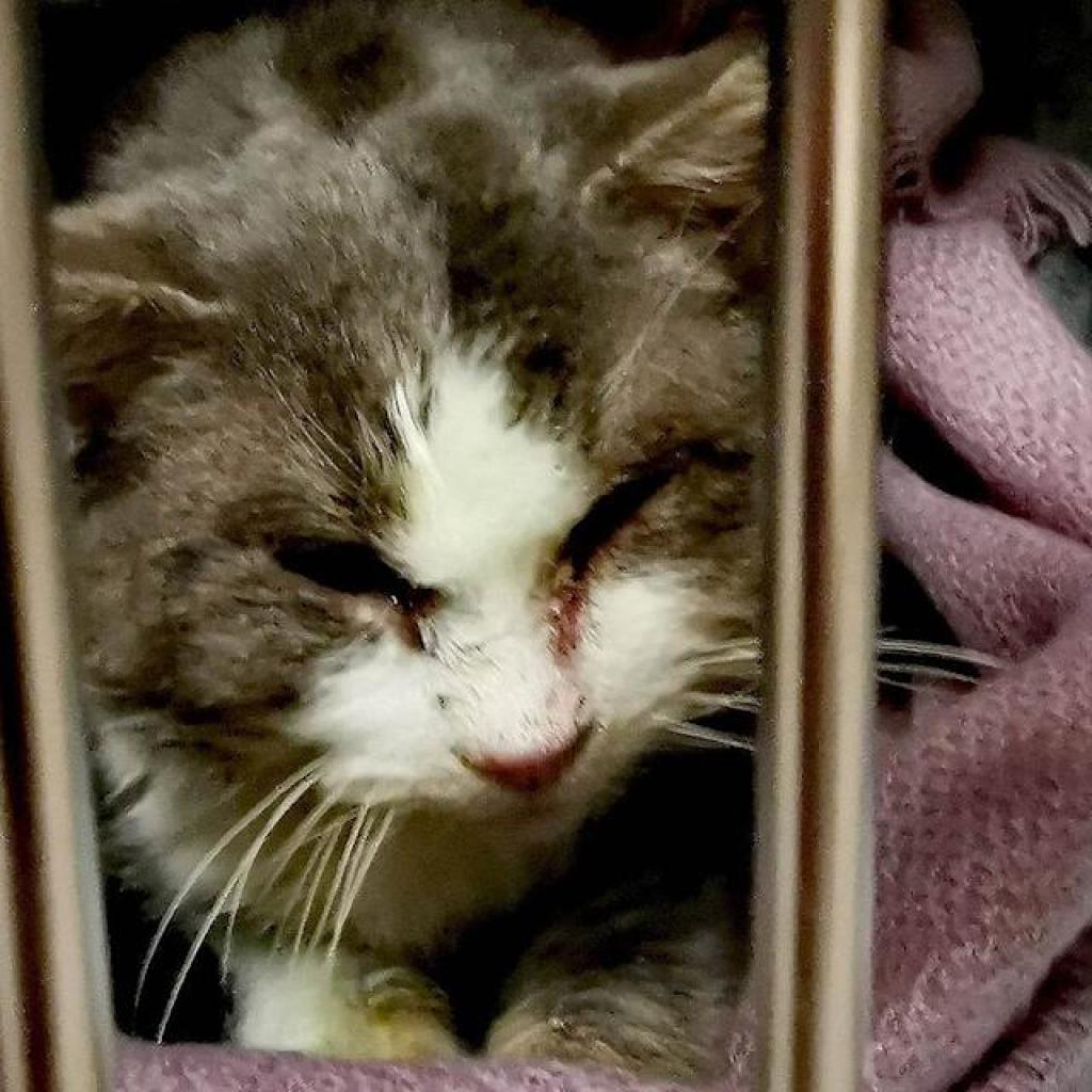 Michigan Cat Discovered Frozen to the Floor Recovering After Rescue: ‘We Will not Give Up’ Michigan Cat Discovered Frozen to the Floor Recovering After Rescue: ‘We Will not Give Up’