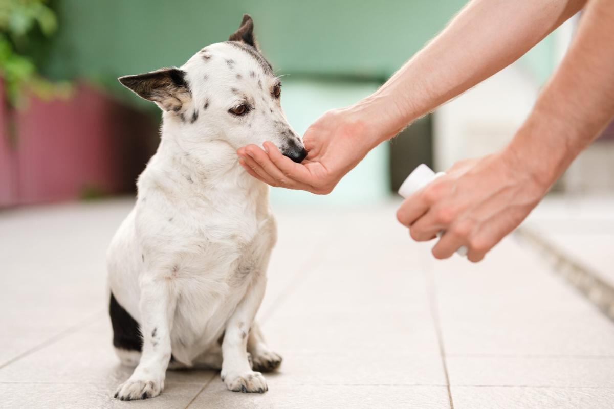 Omega-3 Pet Supplement Recall Affects More Than 60 Different Brands Because of Possible Vitamin A Toxicity Omega-3 Pet Supplement Recall Affects More Than 60 Different Brands Because of Possible Vitamin A Toxicity