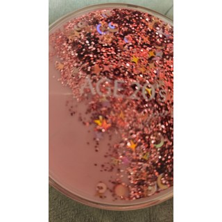 에이지투웨니스 예리코로즈 에센스 팩트 21호 샤이닝드롭스 레드 에디션 12.5g x 2 본품+리필+퍼프 2매 (SPF50+ PA+++), 21호 + 퍼프2매