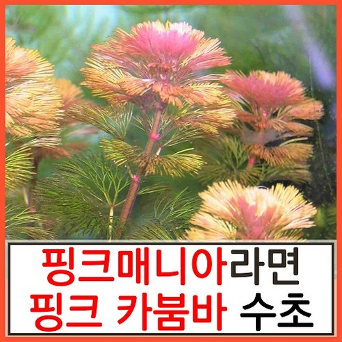 수초하우스) 핑크 카붐바 3촉