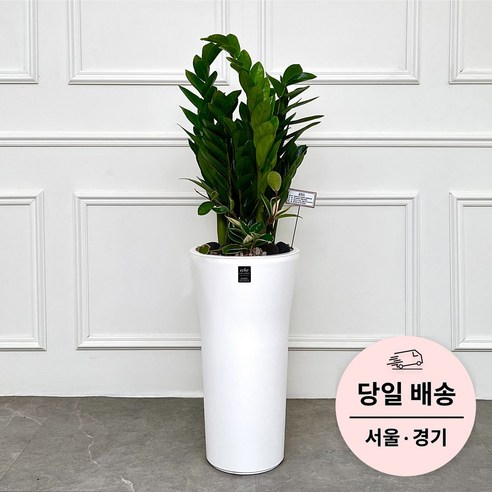 에코플랜트 금전수 개업 화분 집들이 선물 승진 사무실 이전 병원 개원 식당 개업식 축하 화분 배달 [서울 경기 당일배송]토요일 오후 일요일 주문건 월요일배송, 01. 금전수, 1개