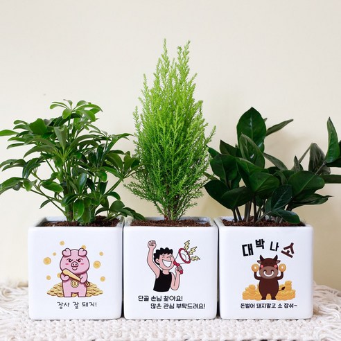 개업선물 사무실 이전 메세지화분 카페 식당 실내화초 키우기쉬운 선물용 축하메세지 공기정화화분, 12.홍콩야자, 1개, 돈세다잠드소서