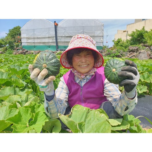 농부가 직접 보내는 보우짱 무농약 제주 미니 햇 밤호박 단호박 제주직송, 5kg, 로얄과, 1개