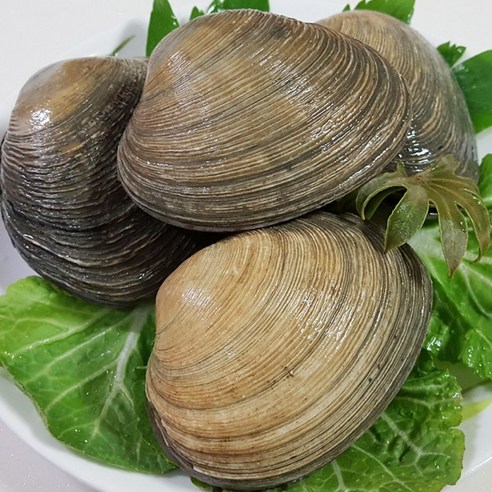 통영애찬 싱싱대합(개조개)1kg, 1kg, 1봉