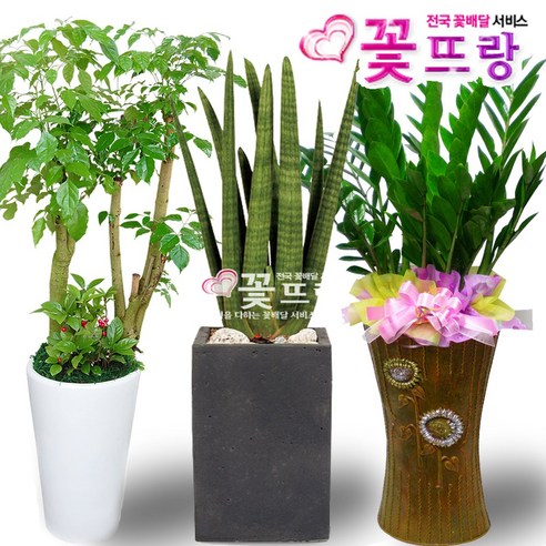 꽃뜨랑 공기정화식물, C02 마리안느, 1