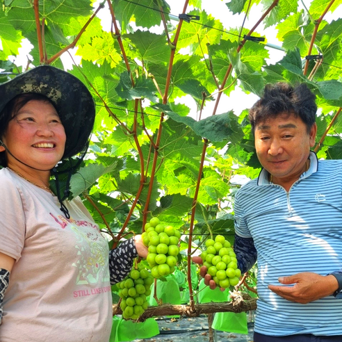 산지직송 포도 제철과일 18Brix 이상 김천 샤인머스켓, 1개, 2.4kg (4~5송이) 알뜰 실속, 1개