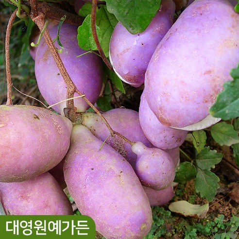 으름나무 5치포트 덩굴식물 열매, 02. 백화으름 5치포트, 1개