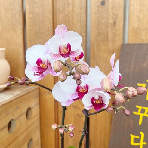 가꾸다 호접란 뉴리틀잼(쌍대) 신품종 작은꽃과 색감이 이쁜 서양란, 1개