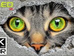 Video HDR paling keren di dunia dalam Visi Dolby 4K 60 FPS yang luar biasa Video HDR paling keren di dunia dalam Visi Dolby 4K 60 FPS yang luar biasa