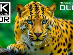 Hewan Liar yang Luar Biasa Di Dolby Vision HDR 4K 120 FPS Video – Satwa Liar yang Pemandangan Hewan Liar yang Luar Biasa Di Dolby Vision HDR 4K 120 FPS Video – Satwa Liar yang Pemandangan