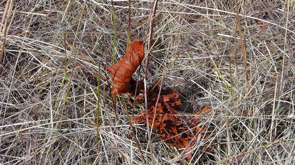 Source image: music4life / pixabay Source image: music4life / pixabay