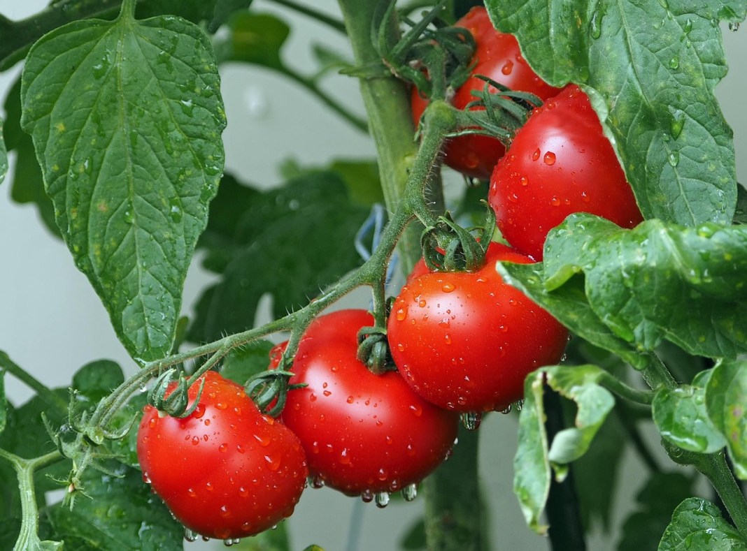 Gardening lover broke the World Record for growing 1,269 tomatoes on a single stem in his tiny greenhouse Gardening lover broke the World Record for growing 1,269 tomatoes on a single stem in his tiny greenhouse