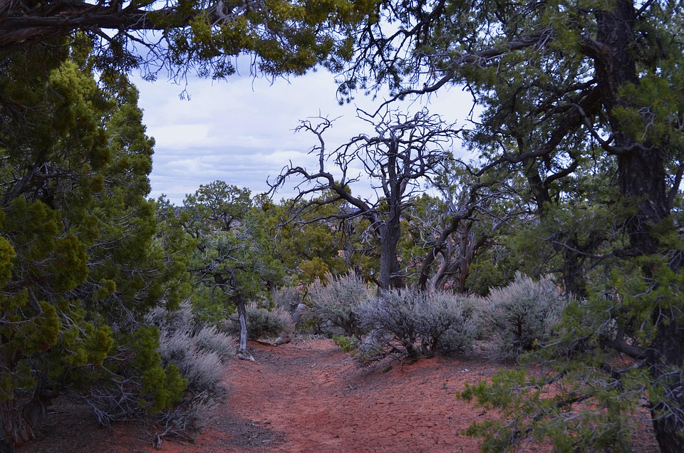 Source image: Schaivitz / Pixabay Source image: Schaivitz / Pixabay