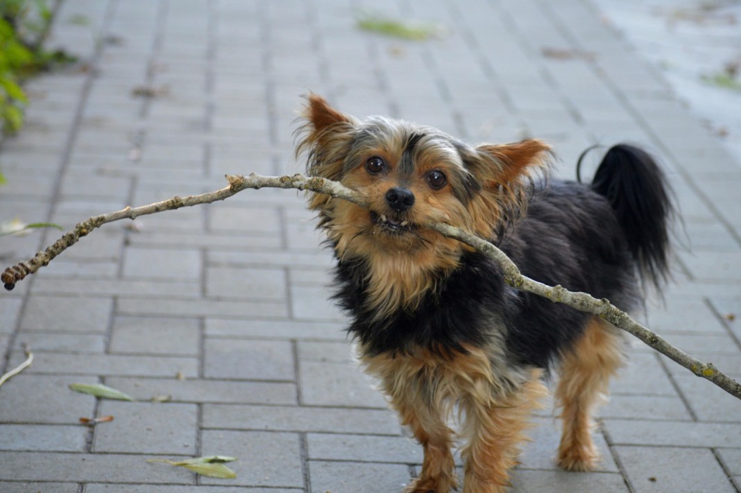 Father and son build ‘stick library’ for local dogs to “borrow” sticks Father and son build ‘stick library’ for local dogs to “borrow” sticks