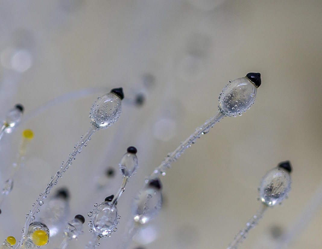 Source image: Illuvis / Pixabay Source image: Illuvis / Pixabay