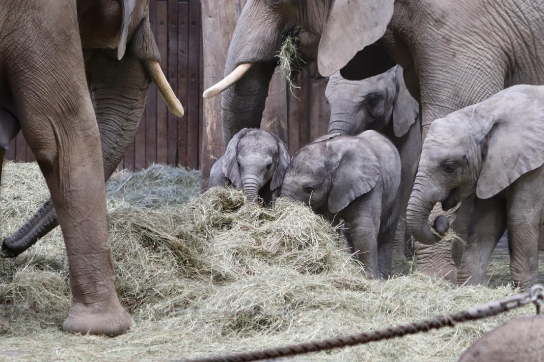 Source image: Nennieinszweidrei / Pixabay Source image: Nennieinszweidrei / Pixabay