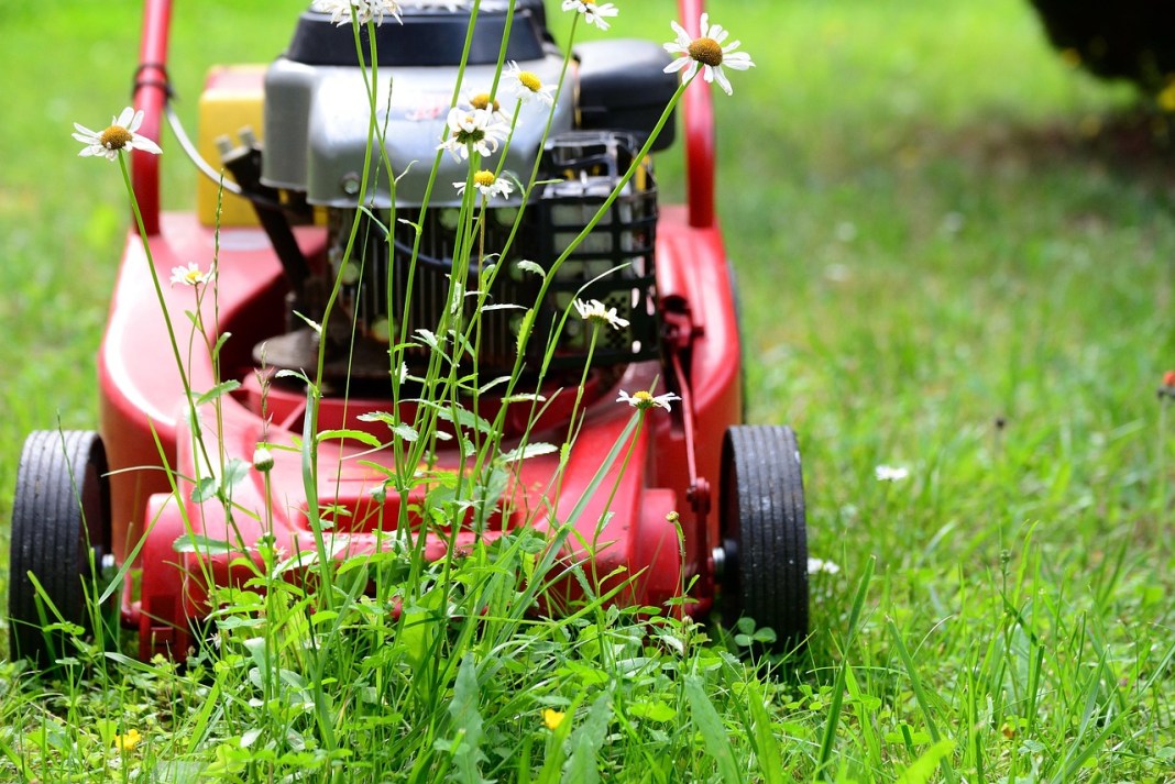 Ditch the mower – UK’s bold No-Mow-May sparks wildlife boom Ditch the mower – UK’s bold No-Mow-May sparks wildlife boom