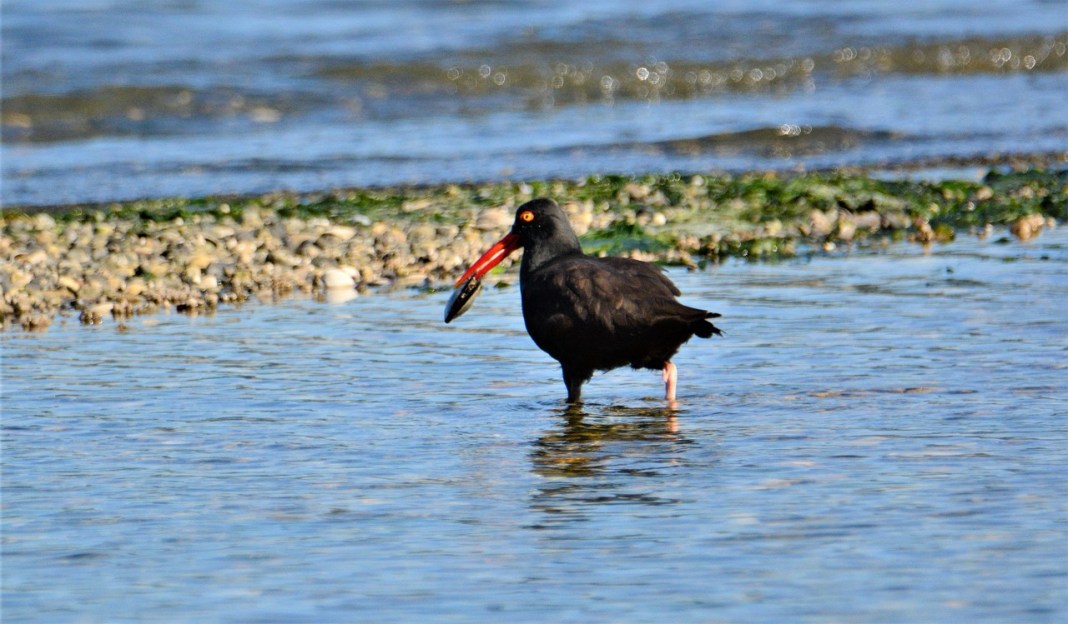 Source image: bryanhanson1956 / Pixabay Source image: bryanhanson1956 / Pixabay