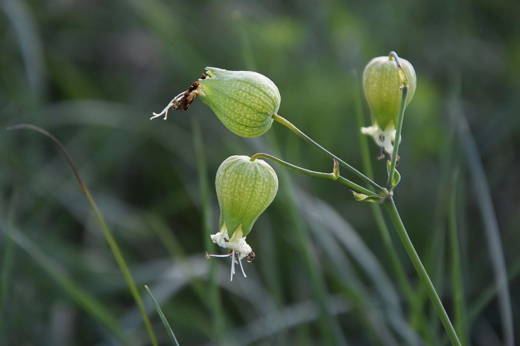 Source image: Πασκαλ / pixabay Source image: Πασκαλ / pixabay