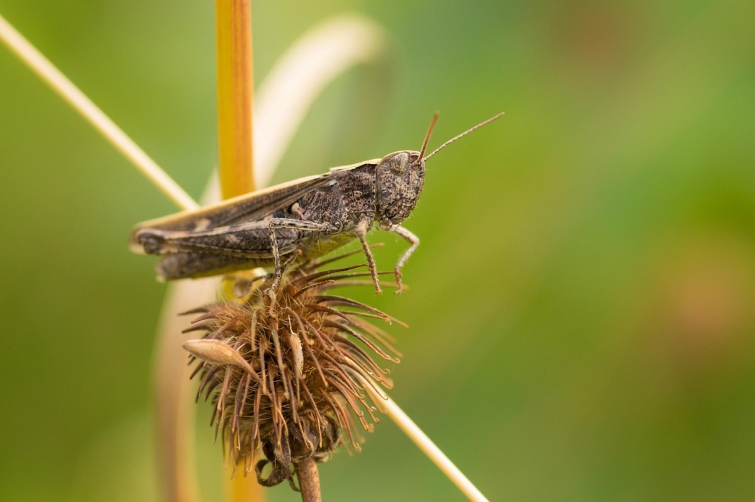 70 new species were discovered last year 70 new species were discovered last year