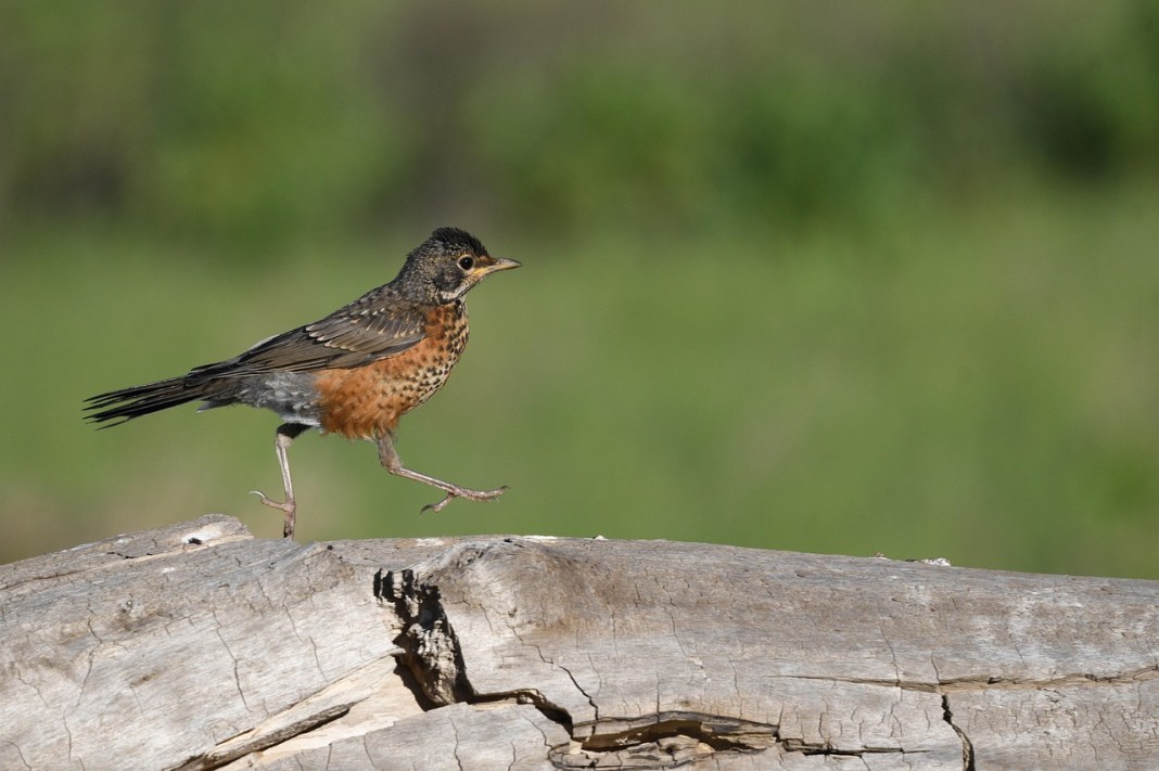 Source image: Veronika_Andrews / Pixabay Source image: Veronika_Andrews / Pixabay