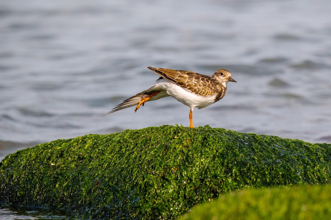 Source image: fotoblend / Pixabay Source image: fotoblend / Pixabay