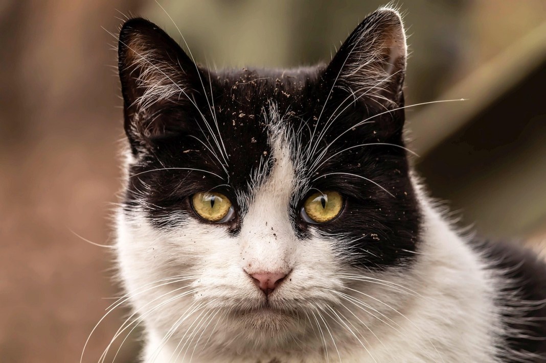 Source image: terbe_rezso / Pixabay Source image: terbe_rezso / Pixabay