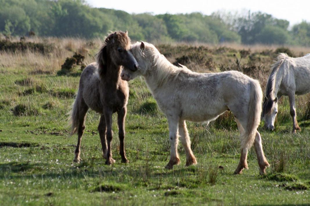 Source image: Flickr Source image: Flickr