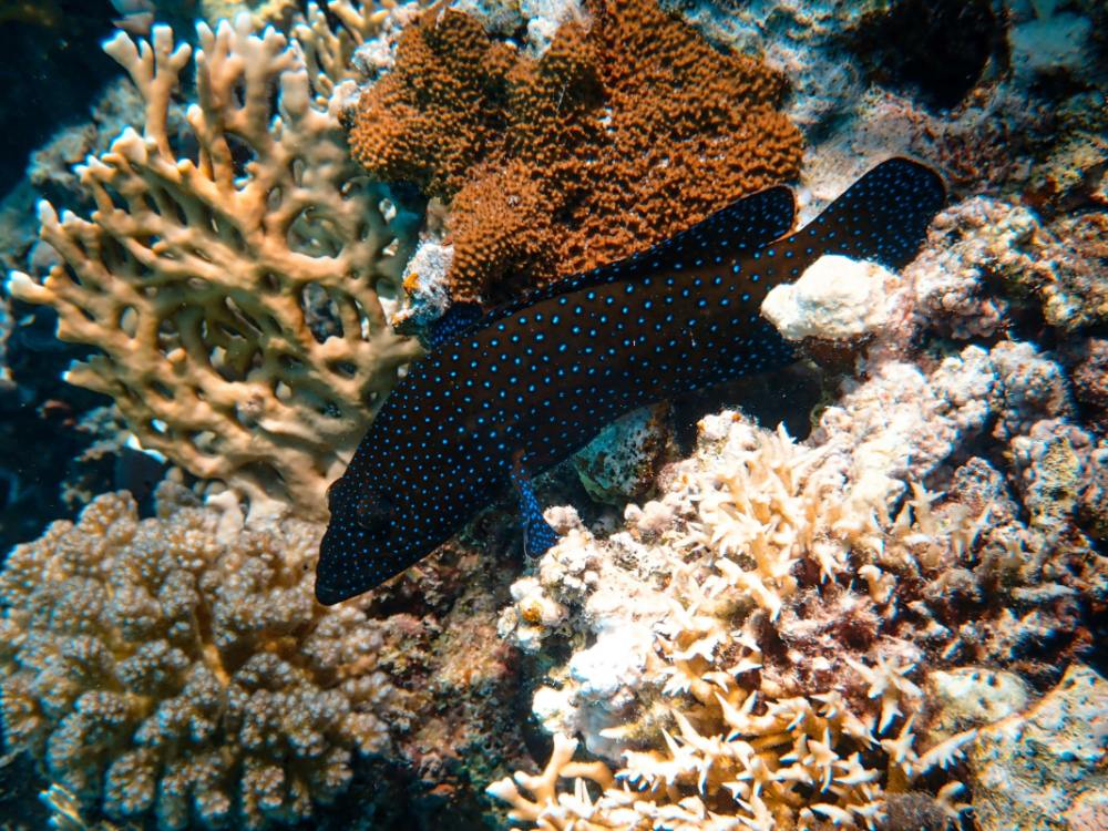 Resilient Corals bring hope for Caribbean Reefs Resilient Corals bring hope for Caribbean Reefs