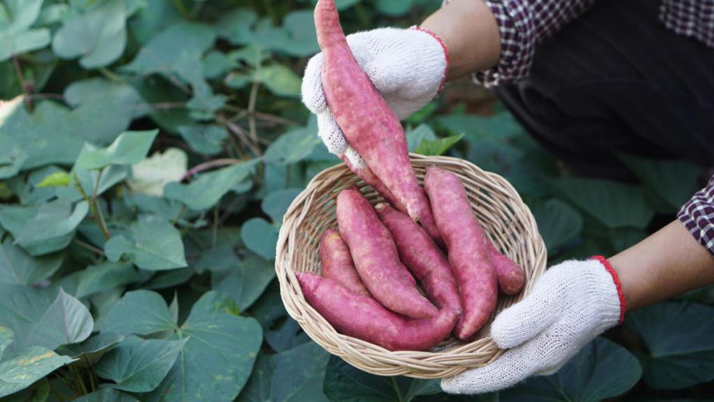 February Is The Right Time To Start Sweet Potatoes. Our Master Gardener Explains Why February Is The Right Time To Start Sweet Potatoes. Our Master Gardener Explains Why