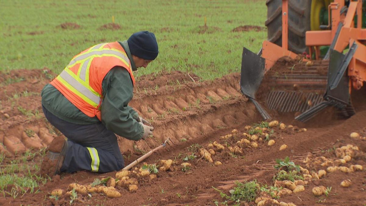 Black dot disease detected in P.E.I. potato crops Black dot disease detected in P.E.I. potato crops