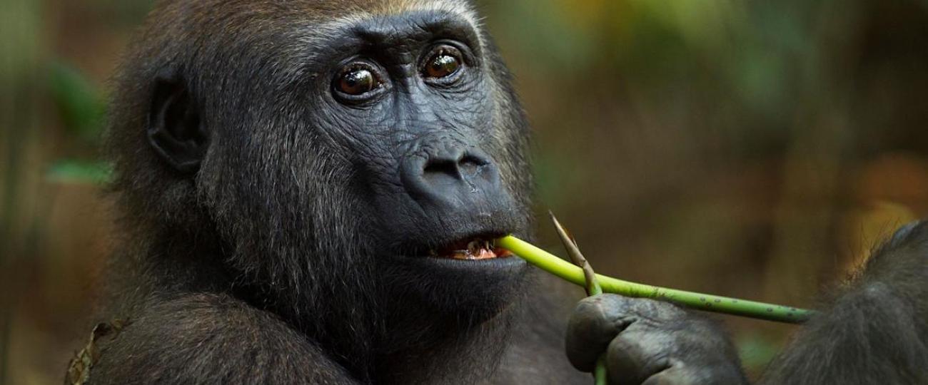 Un camino prometedor hacia nuevos tratamientos médicos Un camino prometedor hacia nuevos tratamientos médicos