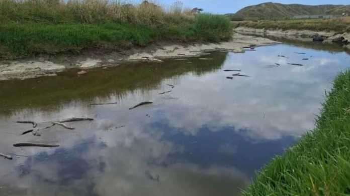 Eel Deaths in Waiatāi Stream Linked to Natural Blackwater Event Eel Deaths in Waiatāi Stream Linked to Natural Blackwater Event