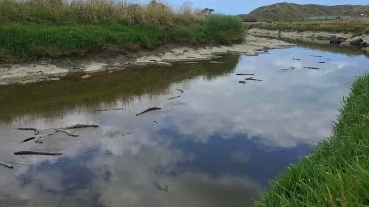 Eel Deaths in Waiatāi Stream Linked to Natural Blackwater Event Eel Deaths in Waiatāi Stream Linked to Natural Blackwater Event