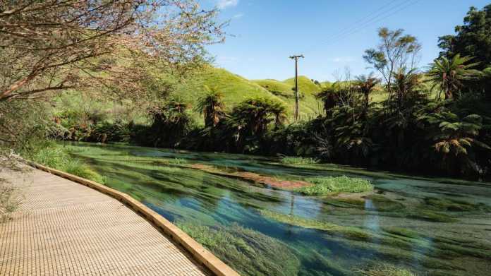 Drivers Risk Fines and Safety Hazards at Blue Springs Te Waihou Parking Area Drivers Risk Fines and Safety Hazards at Blue Springs Te Waihou Parking Area