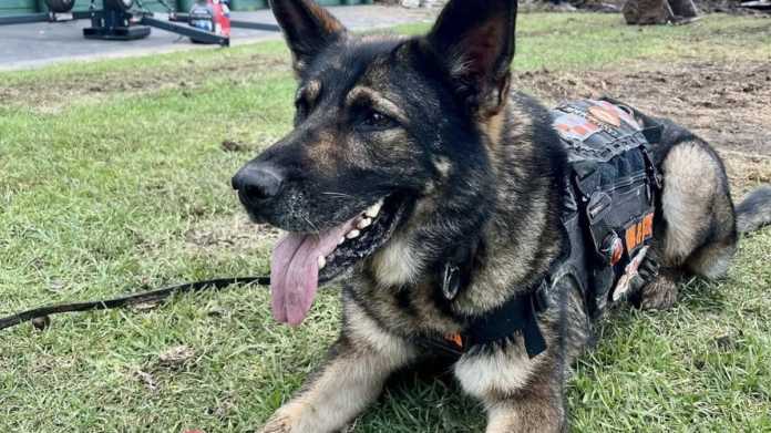 Heroes of the Coast: Kora the Search Dog Saves the Day Heroes of the Coast: Kora the Search Dog Saves the Day