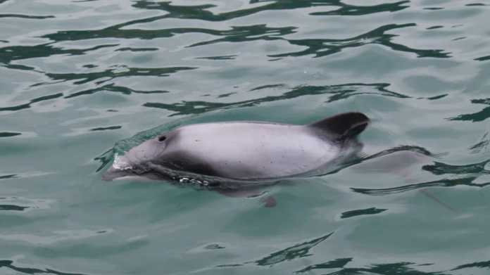 Rare New Zealand Dolphin Sighting Sparks Concern Rare New Zealand Dolphin Sighting Sparks Concern