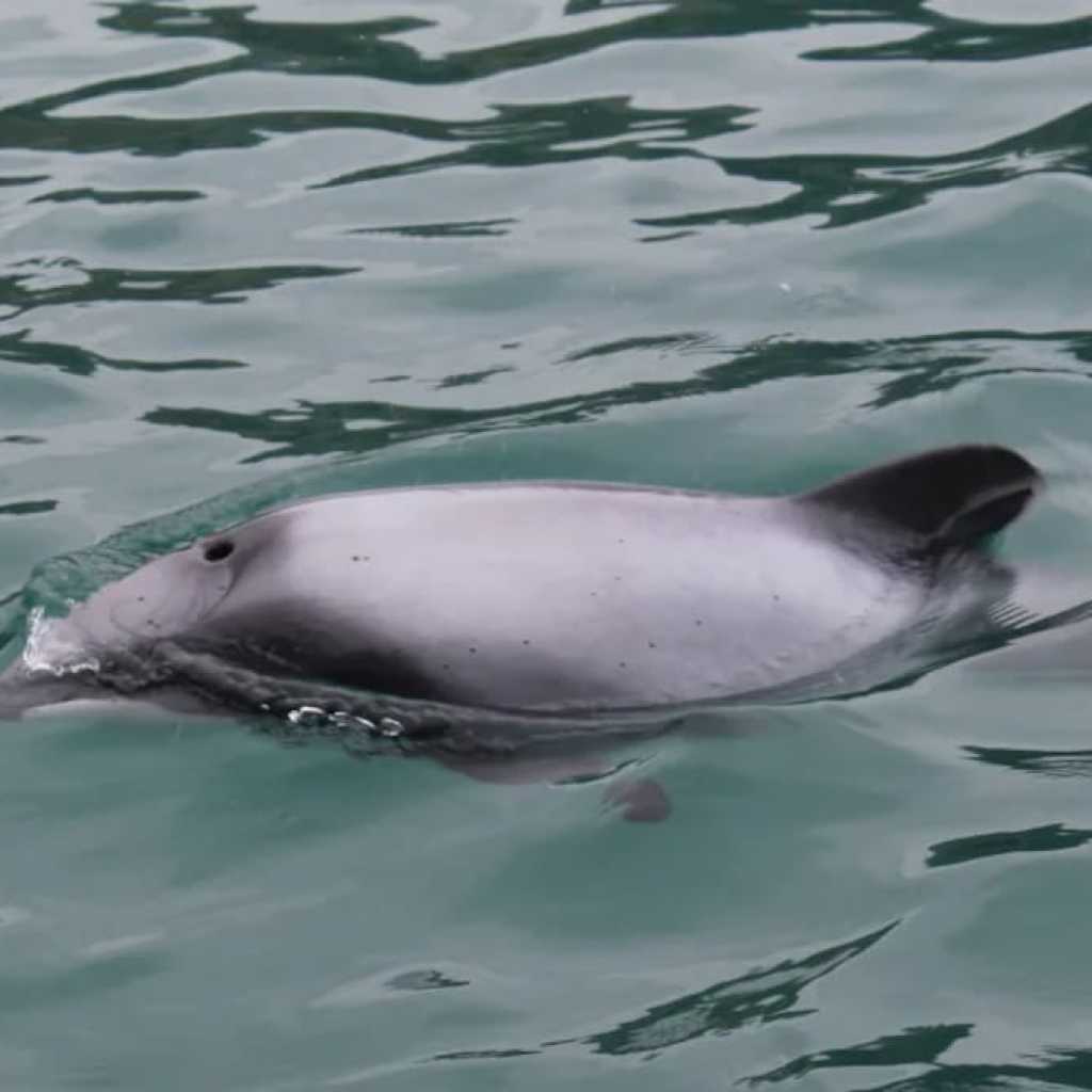 Rare New Zealand Dolphin Sighting Sparks Concern Rare New Zealand Dolphin Sighting Sparks Concern
