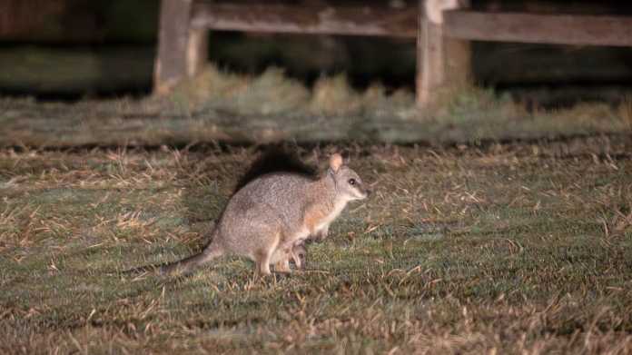 Central North Island Intensifies Wallaby Cull Central North Island Intensifies Wallaby Cull