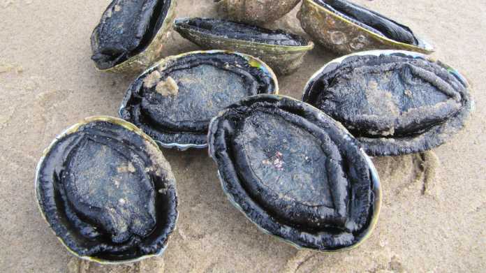 Civil Defence Head Caught Poaching Undersize Pāua in Restricted Zone Civil Defence Head Caught Poaching Undersize Pāua in Restricted Zone