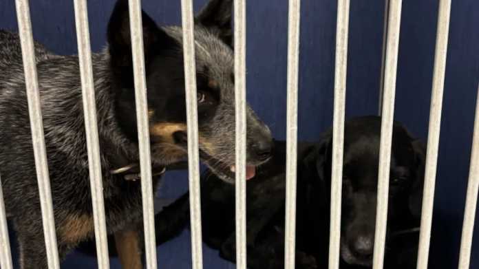 ‘Good Samaritan Driver Helps Reunite Stolen Dogs with Owners After Vehicle Theft’ ‘Good Samaritan Driver Helps Reunite Stolen Dogs with Owners After Vehicle Theft’