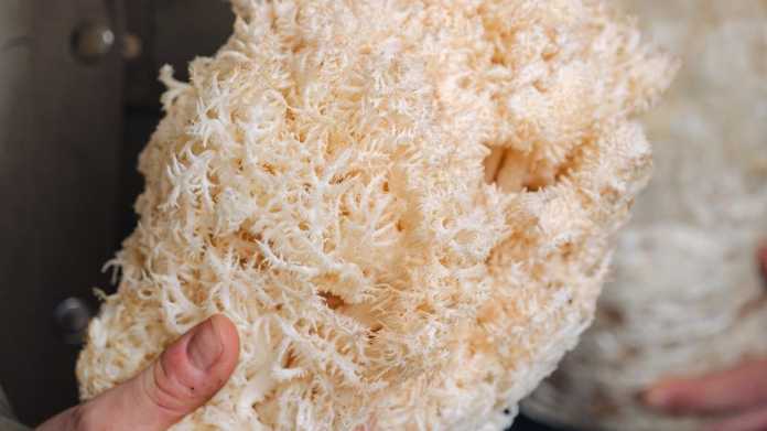 Mynd Unveils New Zealand’s First Lion’s Mane Mushroom Extract with Clinically-Proven Bioactives Mynd Unveils New Zealand’s First Lion’s Mane Mushroom Extract with Clinically-Proven Bioactives