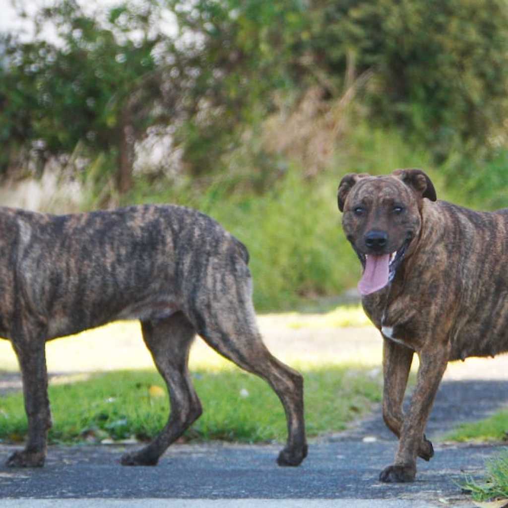 Dog Incidents on the Rise in Western Bay and Tauranga Dog Incidents on the Rise in Western Bay and Tauranga