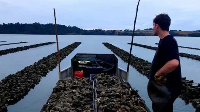 Mahurangi Oyster Farmers Compensation Saga Continues Mahurangi Oyster Farmers Compensation Saga Continues