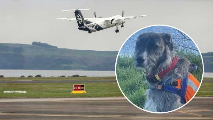 Airport’s Unlikely Hero: Meet the Dog Helping Solve Rotorua’s Wildlife Woes Airport’s Unlikely Hero: Meet the Dog Helping Solve Rotorua’s Wildlife Woes