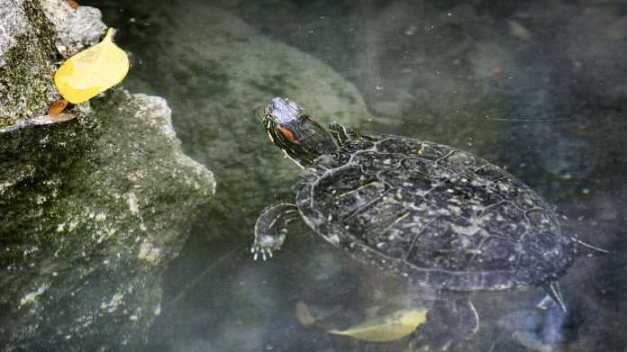 Turtles Stolen from Hastings Aviary Turtles Stolen from Hastings Aviary