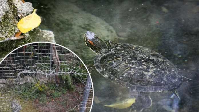 Thieves Urged to Return Stolen Turtles Amid Fears for Their Safety Thieves Urged to Return Stolen Turtles Amid Fears for Their Safety