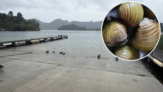 Lake Tarawera Under Threat Amidst Gold Clam Infestation Fears Lake Tarawera Under Threat Amidst Gold Clam Infestation Fears
